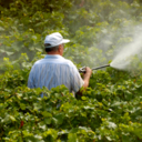 Organic food eaters have lower pesticide levels 